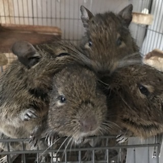 デグーの里親を募集します！(一時停止)