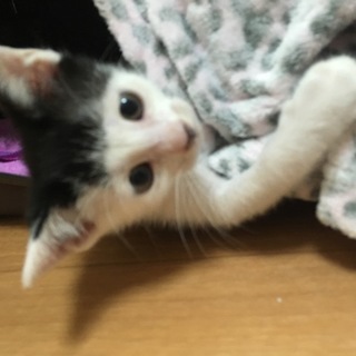 前髪パッツン　女の仔みたいな男の仔