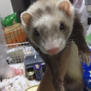 フェレット1匹(♀)
