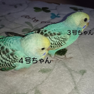 セキセイインコ 