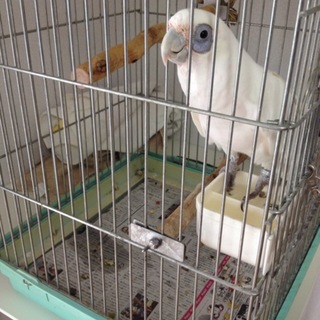 アカビタイムジオウム