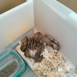 全員里子に・・・