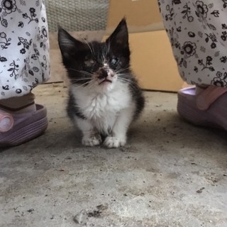 大人しくて人懐こい盲目の子猫。恐らく男の子です。