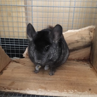 チンチラ 2歳女の子 里親募集