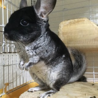 チンチラ 4歳男の子 里親募集