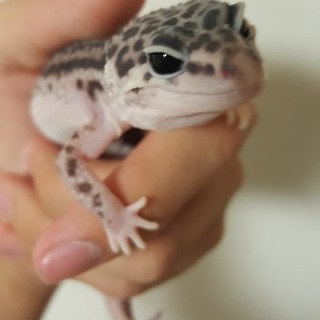 ヒョウモントカゲモドキ