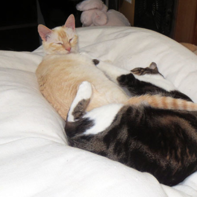 rinrin431029のカバー写真