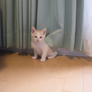 一時停止中白多めの茶白くん美形４月１７日生まれです