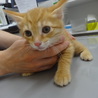 3ヶ月の茶々丸君。元気な男の子です！ サムネイル3