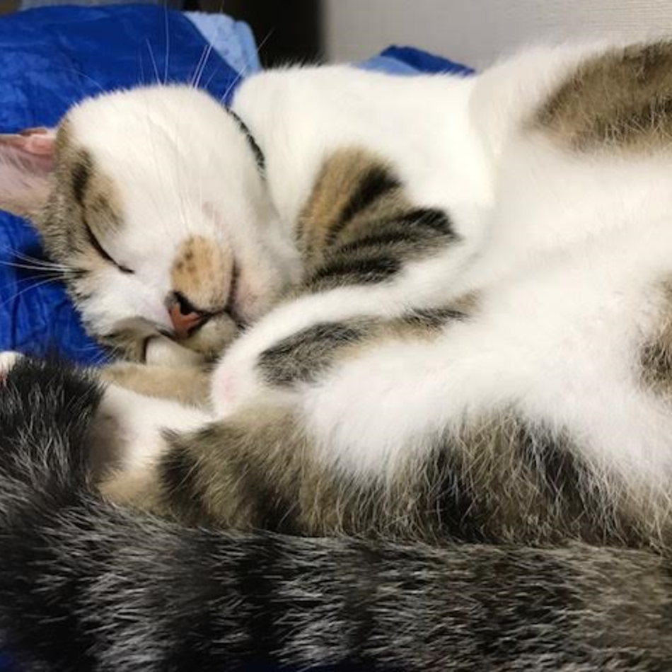あきのカバー写真