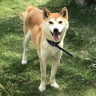 柴系の可愛い女の子です☆