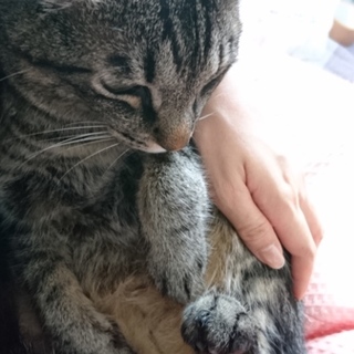 控え目大人猫攻撃力無し虐められやすいです