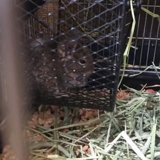 デグー　女の子です。