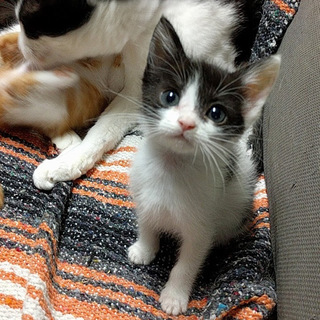 ヒザのり、抱っこ大好きな女の子