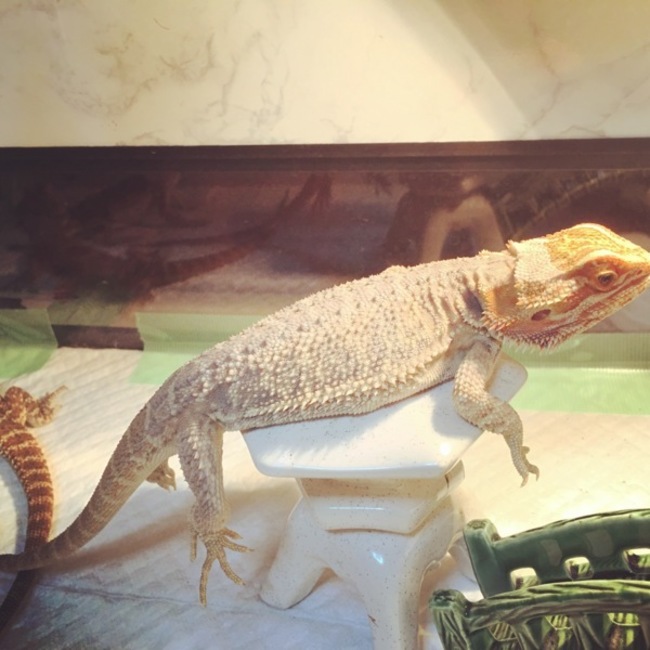 牙狼86のカバー写真