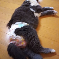 愛猫の死への覚悟