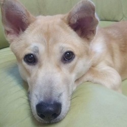 6月24日(土)に、愛知県蒲郡市で犬の譲渡会！