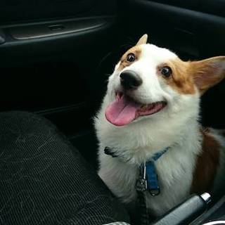 元気いっぱいのコーギー