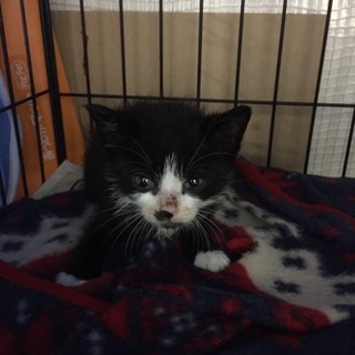 ☆保健所にて里親募集中です☆