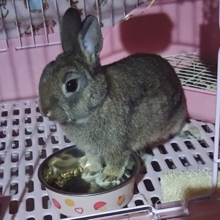 島根県 ネザーランドドワーフ♂