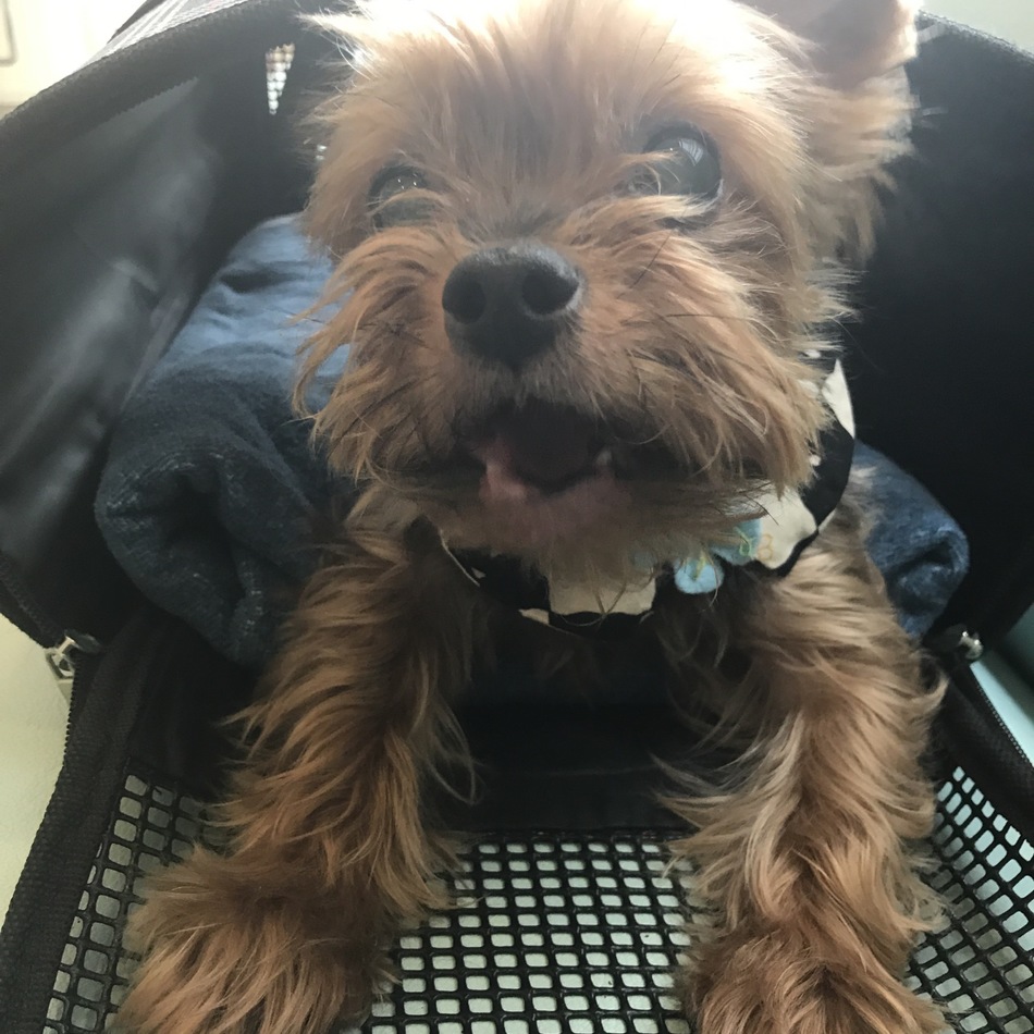 スカートのカバー写真