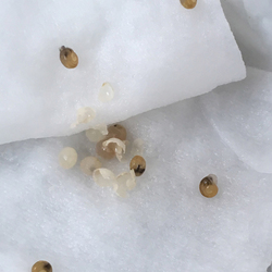 「孵化」サムネイル2