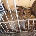 デグーマウス里親募集