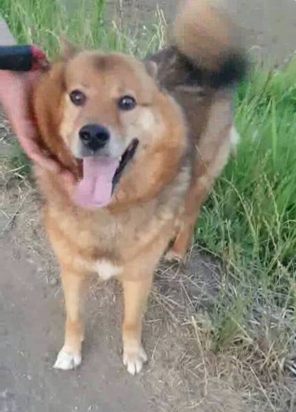 とても人好き明るい子です 大分県 犬の里親募集 161074 ペットのおうち 月間利用者150万人