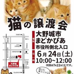 猫の譲渡会