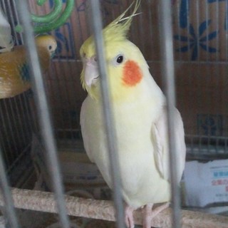 オカメインコの里親募集（手乗り）