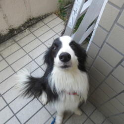 里親様の条件…県外の方の場合