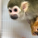 コモンリスザル ♂ 3歳