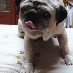 ブリーダーとパピーミル( *・ω・)ノ