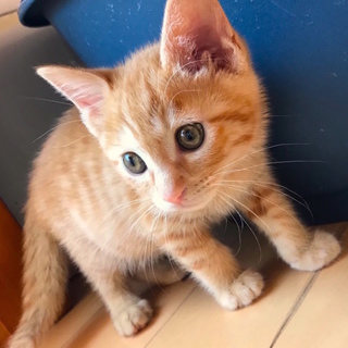 茶トラの男の子です