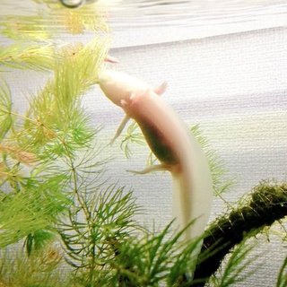 アルビノのウーパールーパー10cmです。