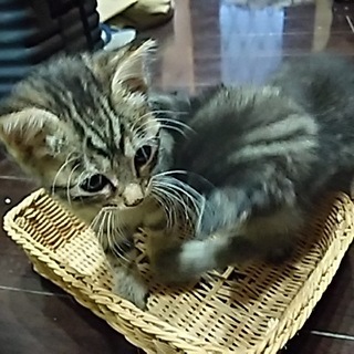 里親になってください