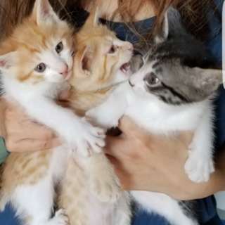 保健所保護猫1.5か月 3匹兄弟  里親募集
