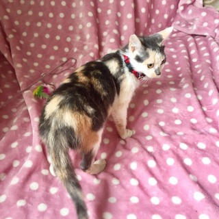 甘え上手なかわいい三毛猫ちゃんです！