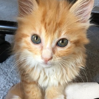 応募多数のため一旦〆切/長毛ふわふわ女の子・茶々