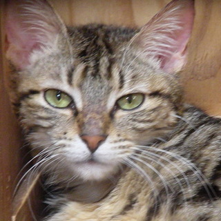 アメショー・タビー　純血かミックスか？