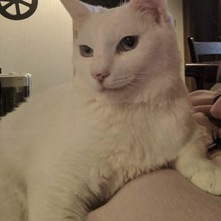 おっとりした大人の美人猫さん