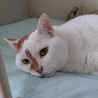 愛らしい大人の夫婦猫さんのお家を探しています