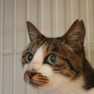 人が大好き〝おひざ猫〟の梅くん