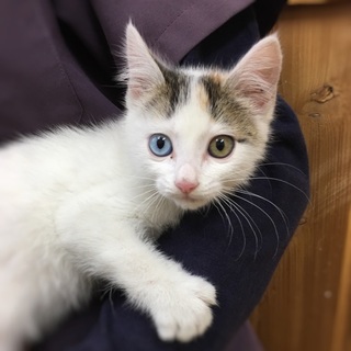 マッシュちゃん