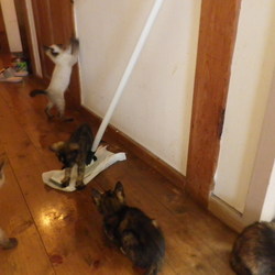 里親さん、募集中　６匹子猫　その２
