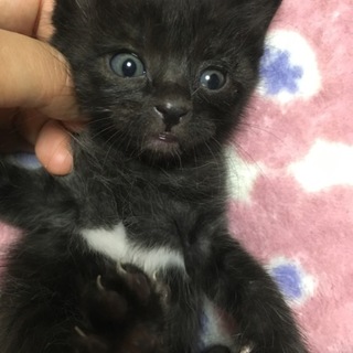 小熊むすめ
