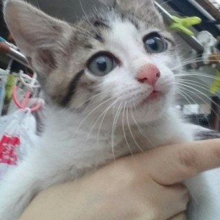 緊急！！家族になって下さい。