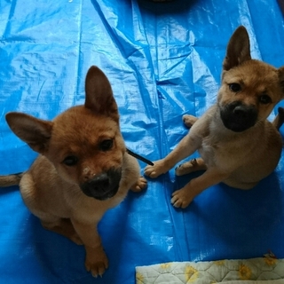 野犬ちゃんの子ども！オスメスきょうだい