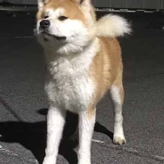 秋田犬の赤の男の子です