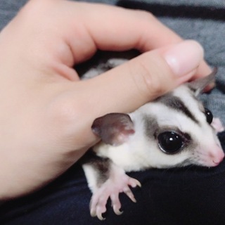 フクロモモンガ  女の子♀ 